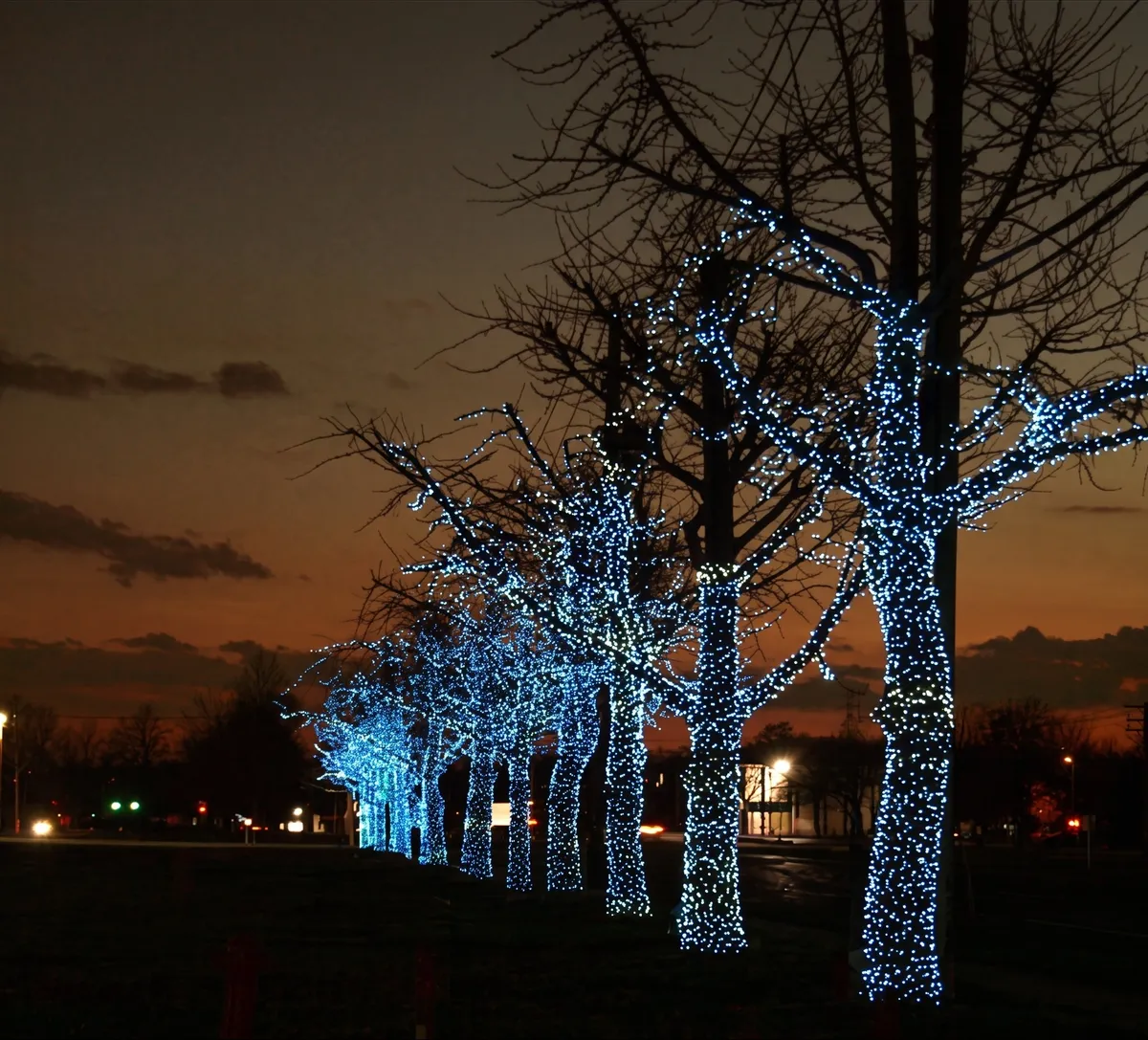 Row of tall trees wrapped trunk to branch in blue and white lights at dusk